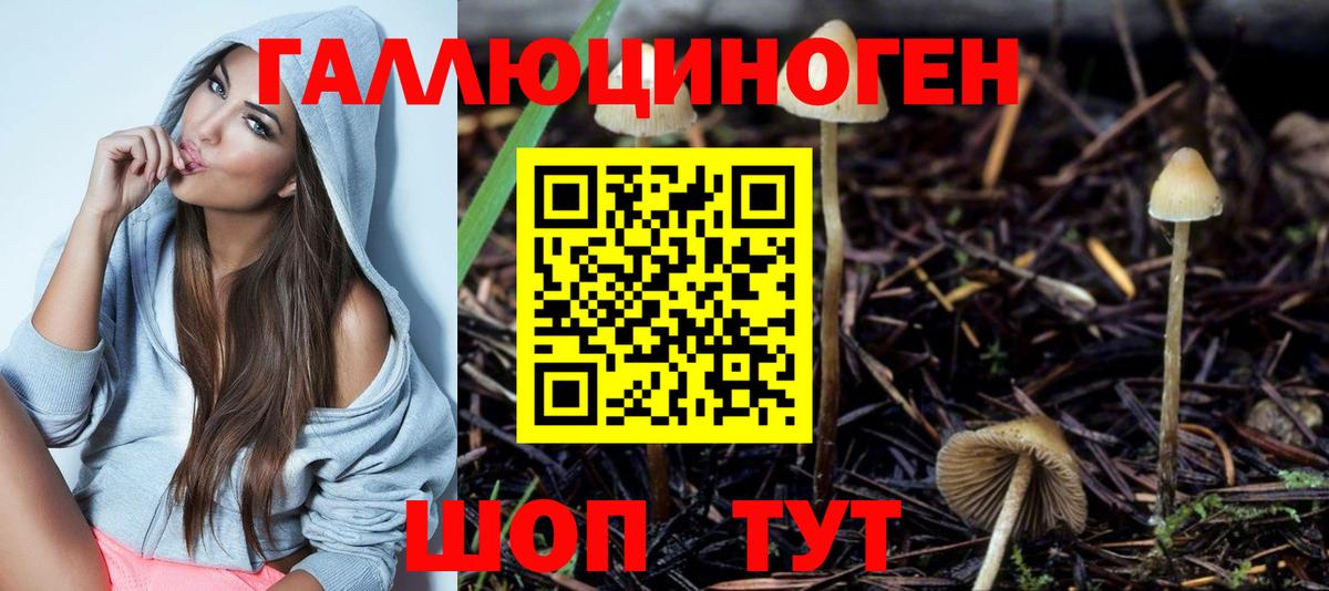 Галлюциногенные грибы Psilocybine cubensis Россия